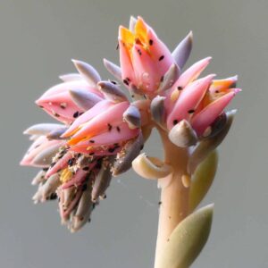 Flores de echeveria con pulgones y cochinillas