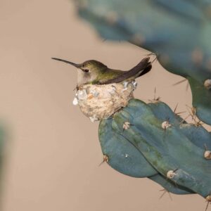 pajarito en cactus