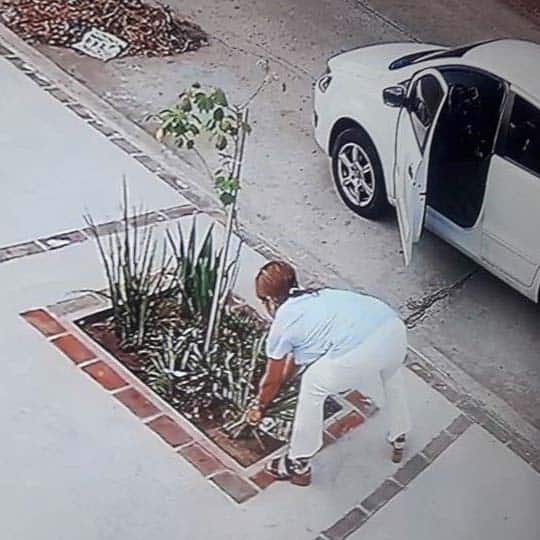 Lee más sobre el artículo ¡Gente robando plantas!