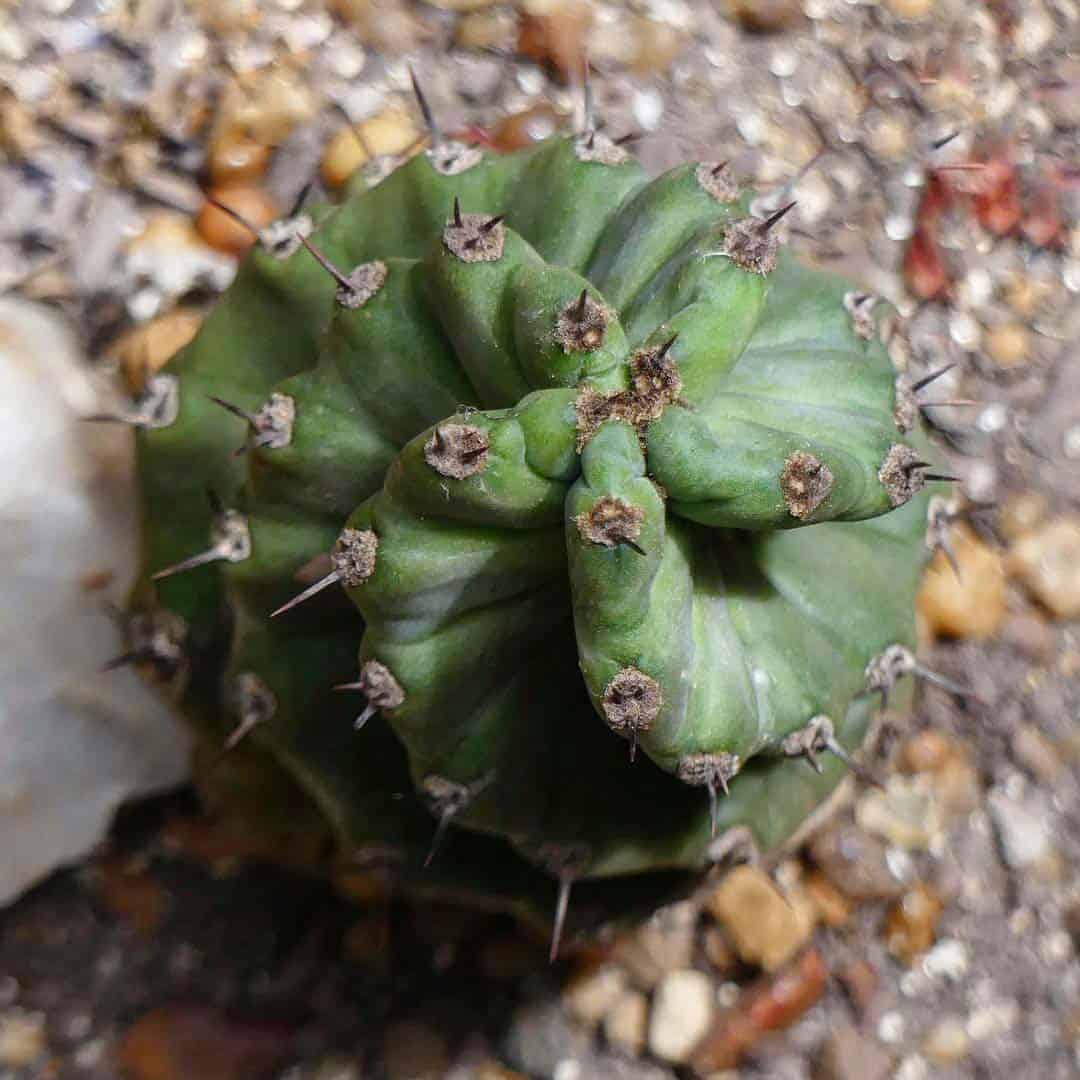En este momento estás viendo ¿Para qué lado giran los cactus espiralados?