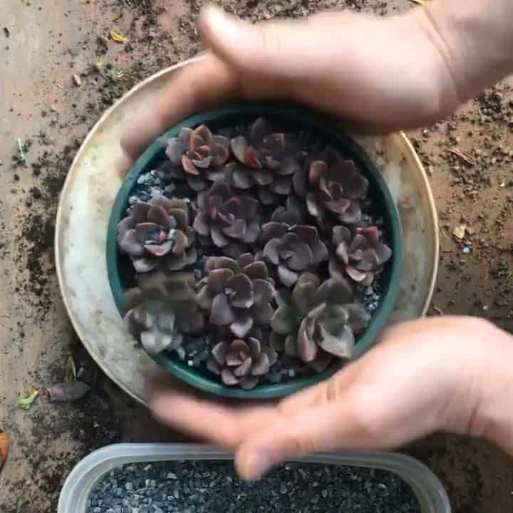Lee más sobre el artículo Siempre hago esto cuando vuelvo del vivero…