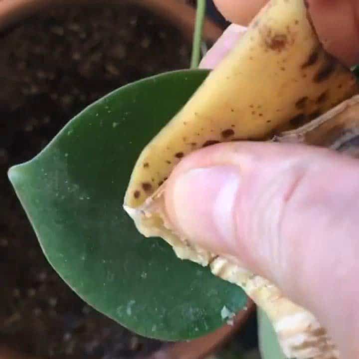 Lee más sobre el artículo ¿Limpiar las hojas en las plantas de interior?
