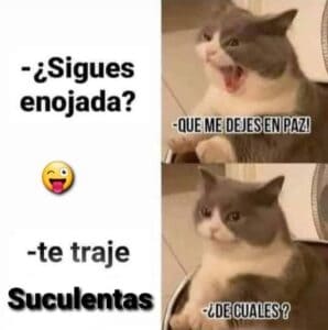 Lee más sobre el artículo Memes de suculentas | Parte 2