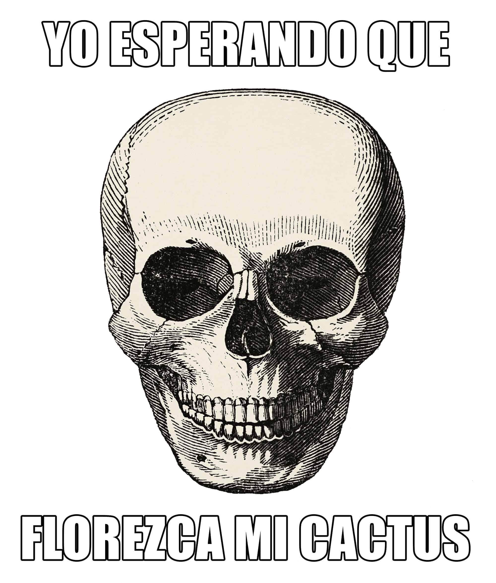 Lee más sobre el artículo Memes de suculentas | Parte 9