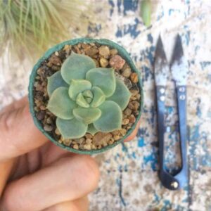 Lee más sobre el artículo Mini macetas biodegradables de celulosa