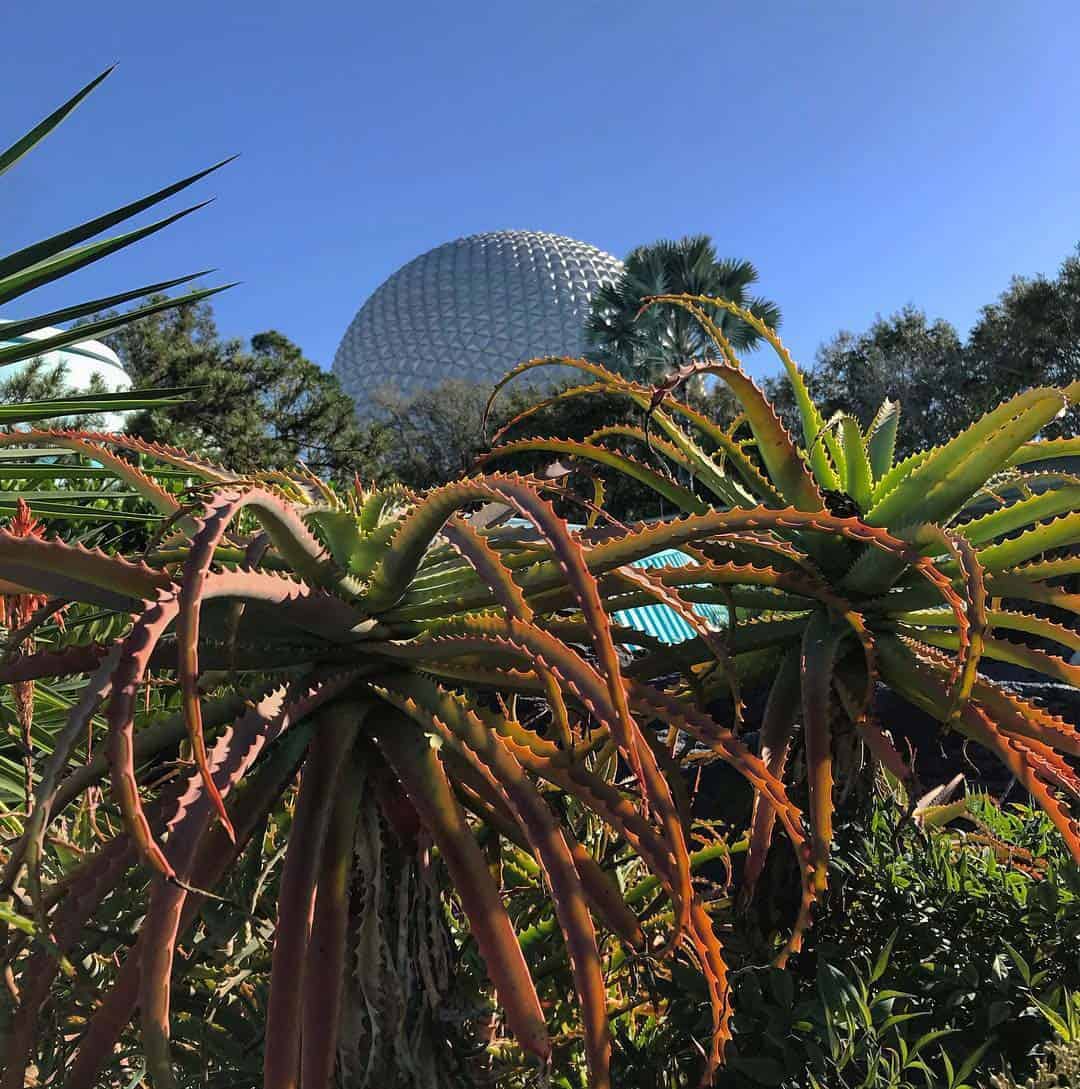 Lee más sobre el artículo Suculentas en Walt Disney World