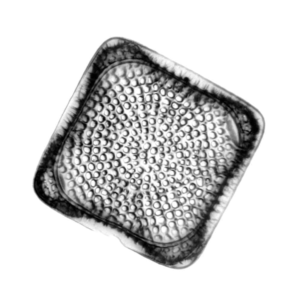 Diatom_-_Tricaterium_antediluvianum_-_400x_(16497452087)